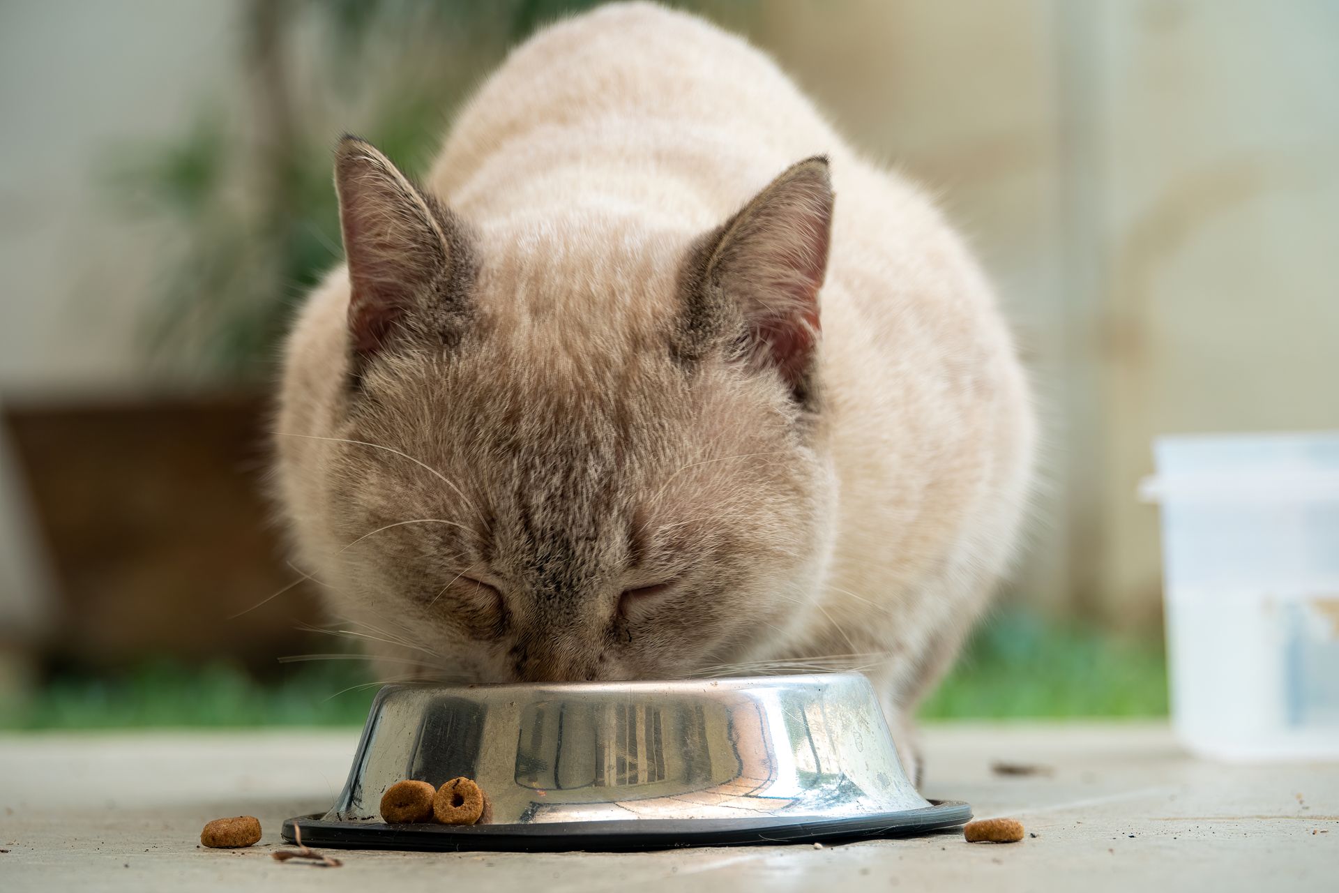 Où trouver les meilleures croquettes pour chat ?