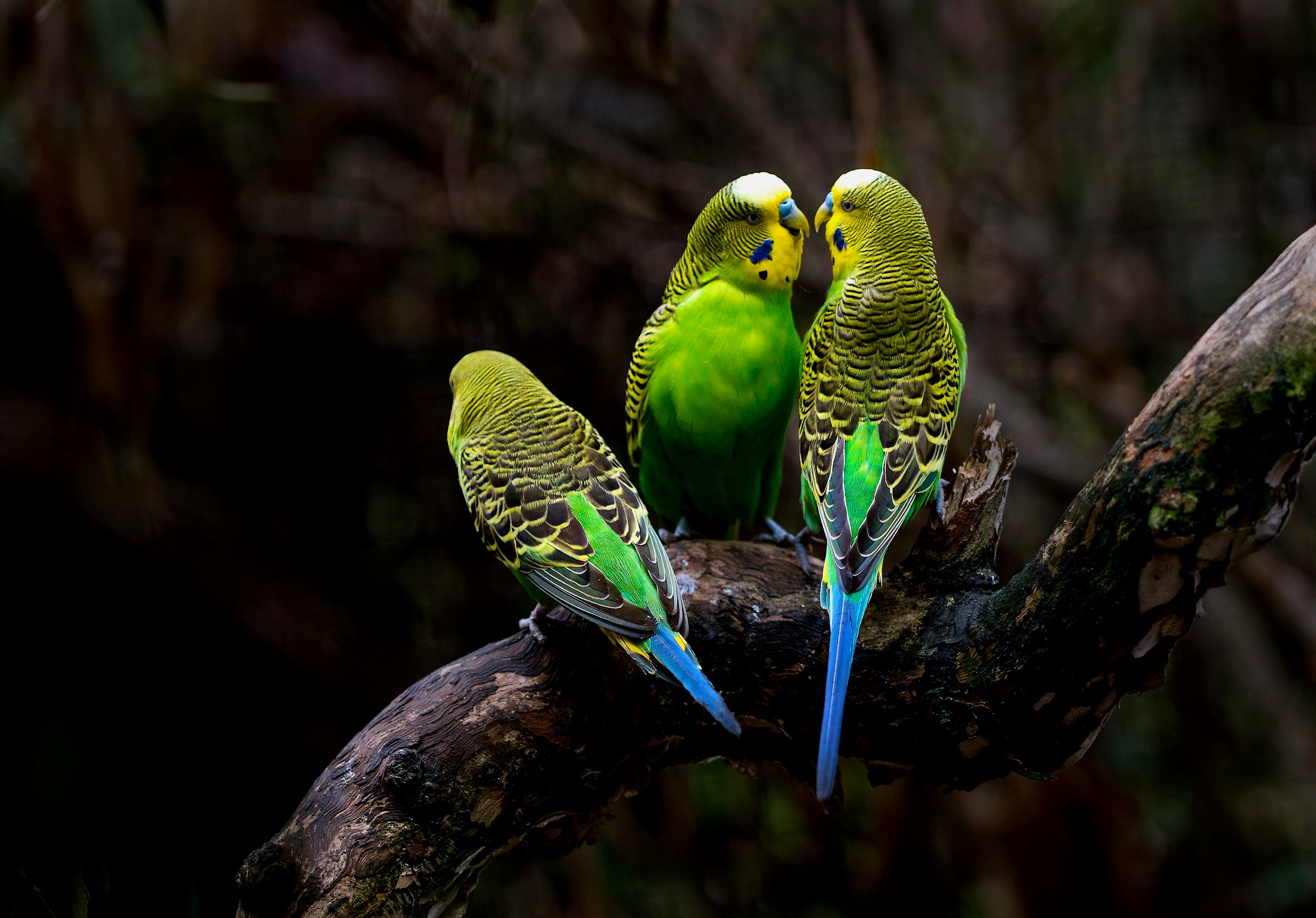 animalerie