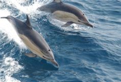 Vivez d’émouvants moments en Méditerranée grâce à Nage avec les Dauphins !