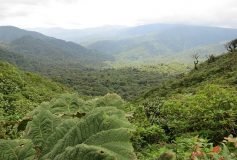 Écotourisme au Costa Rica : 2 visites incontournables à Monteverde